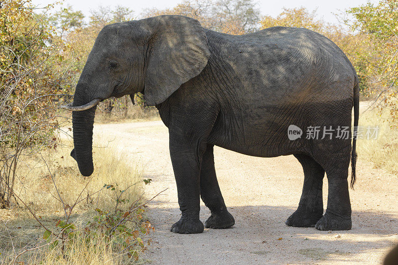 站在津巴布韦万基的非洲象Loxodonta africana